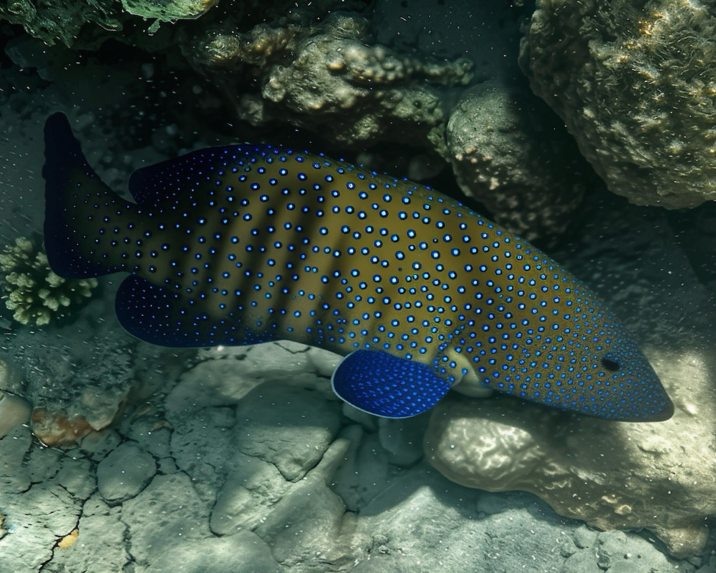 Peacock Grouper Underwater Photo – High-Resolution AI-Enhanced Digital Download | Vibrant Reef Fish Ocean Art for Print & Display